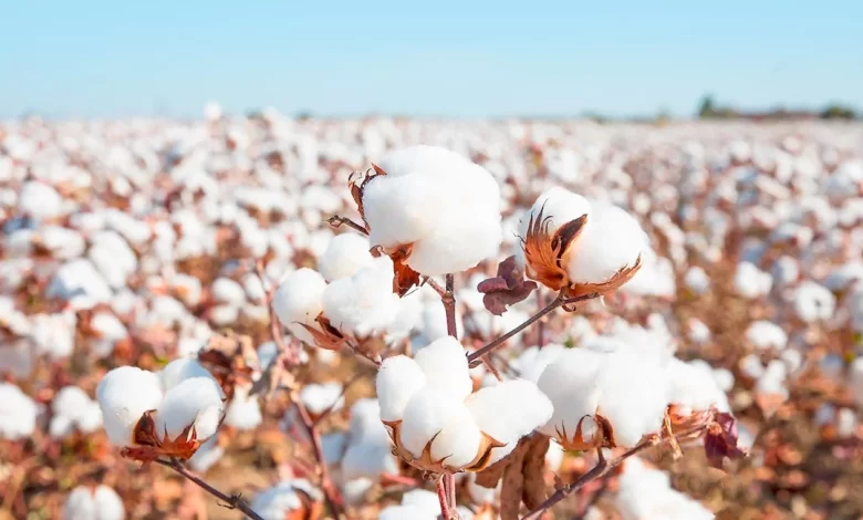 Commercial Cotton Farming Business in India - Complete Guide
