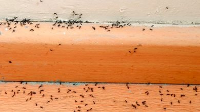ants pest control brisbane