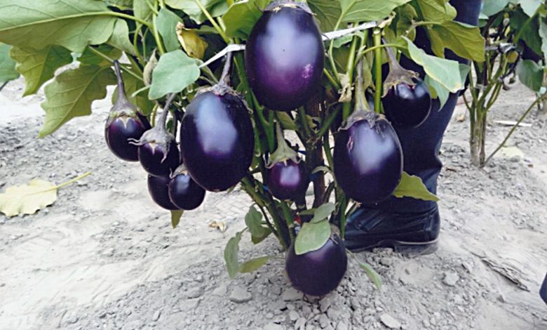 Eggplant Cultivation in India