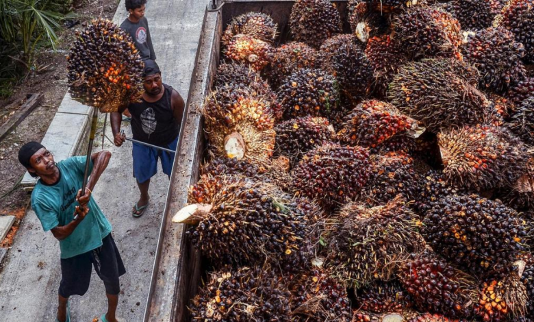 palm oil consumption